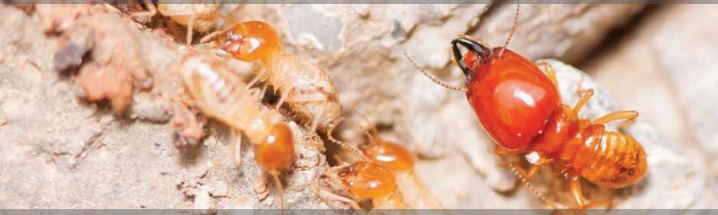 FIPFORCE DUST TERMITICIDE & INSECTICIDE | FIPRONIL | TERMITE CONTROL - Image 2